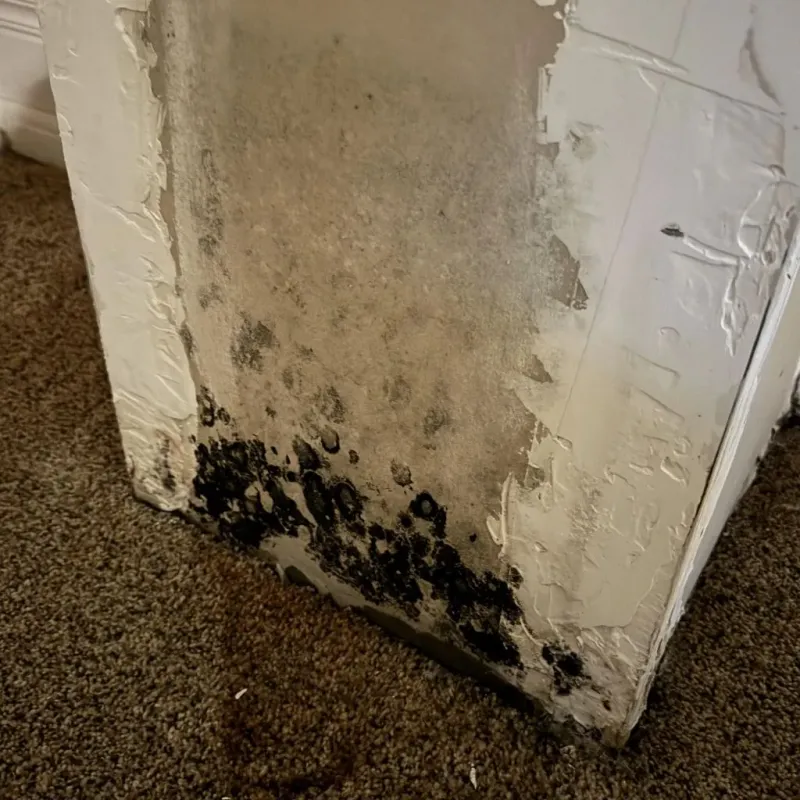 Professional Mold Removal in Camp Swift, TX